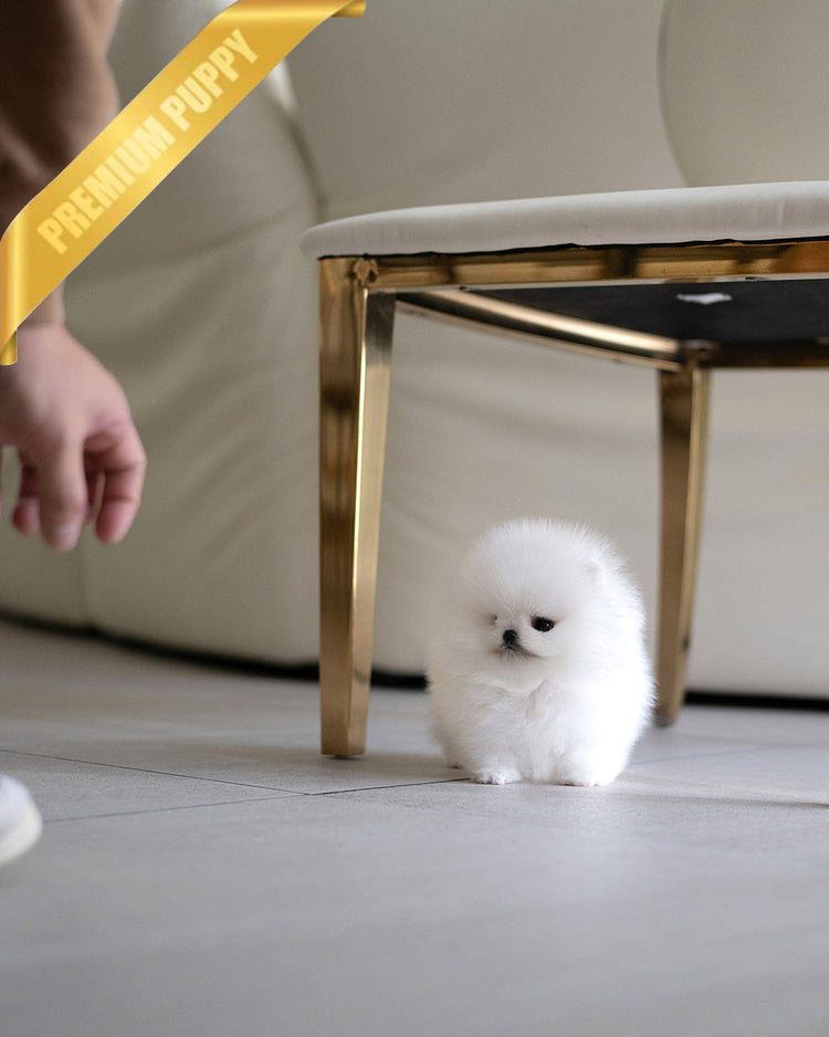 CLOUD - FEMALE (PURCHASED by ANONYMITY) - ROLLY TEACUP PUPPIES - TEACUP PUPPY FOR SALE