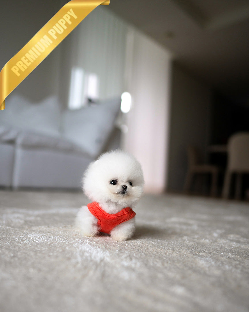 TEDDY - FEMALE (PURCHASED by MYUNG) - ROLLY TEACUP PUPPIES - TEACUP PUPPY FOR SALE