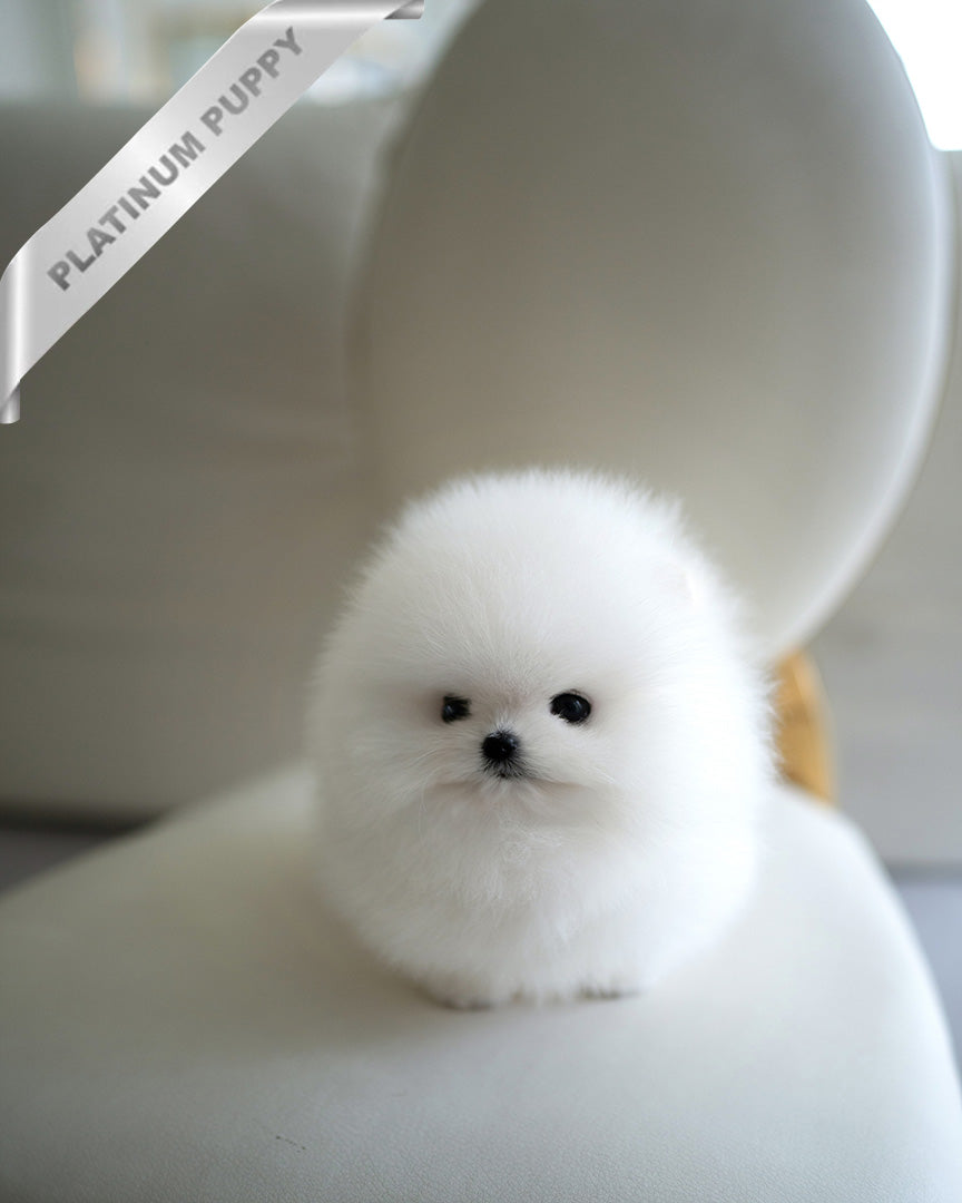 PUFFIN - FEMALE (PURCHASED by ANDREA) - ROLLY TEACUP PUPPIES - TEACUP PUPPY FOR SALE