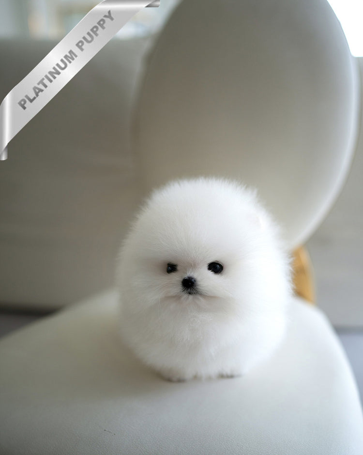 PUFFIN - FEMALE (PURCHASED by ANDREA) - ROLLY TEACUP PUPPIES - TEACUP PUPPY FOR SALE