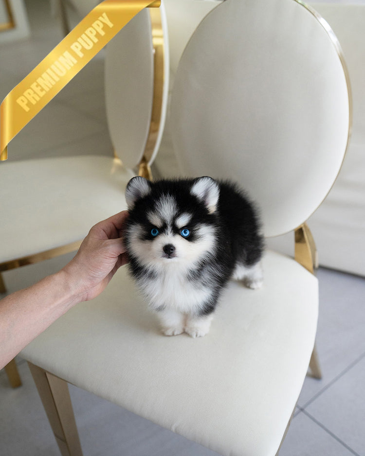 KODA - MALE (PURCHASED by SACHI) - ROLLY TEACUP PUPPIES - TEACUP PUPPY FOR SALE