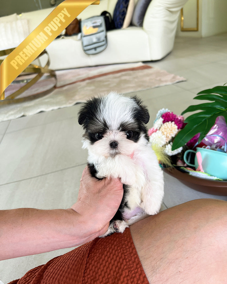 OREO - MALE - ROLLY TEACUP PUPPIES - TEACUP PUPPY FOR SALE