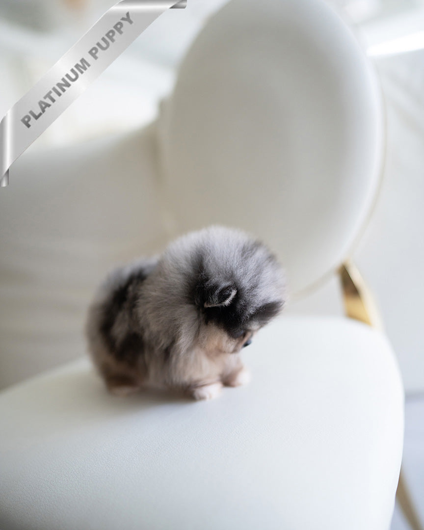 THOR - MALE (RESERVED by TOMMY) - ROLLY TEACUP PUPPIES - TEACUP PUPPY FOR SALE
