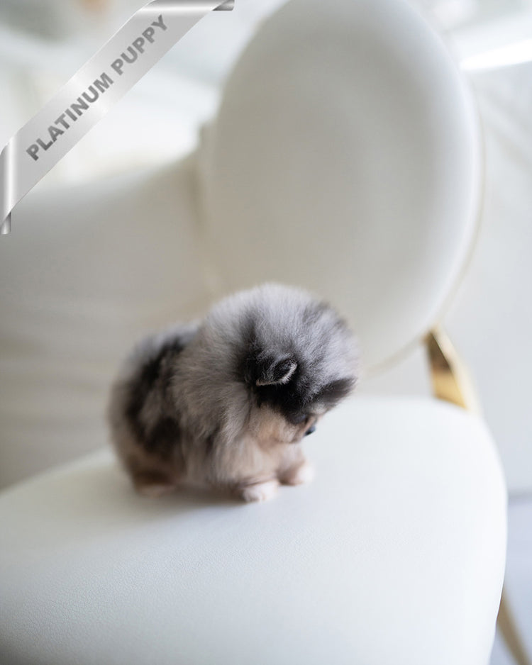 THOR - MALE (RESERVED by TOMMY) - ROLLY TEACUP PUPPIES - TEACUP PUPPY FOR SALE