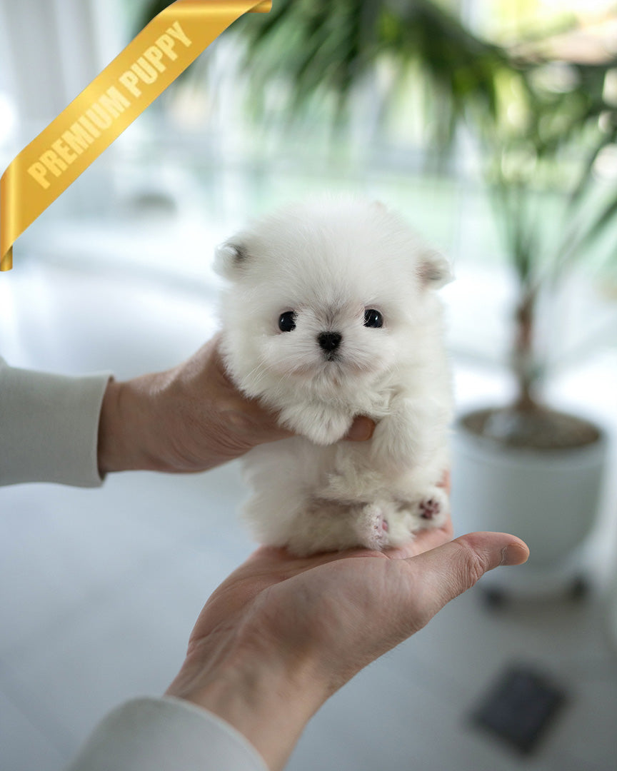 PUFF - FEMALE (PURCHASED by DYLAN) - ROLLY TEACUP PUPPIES - TEACUP PUPPY FOR SALE