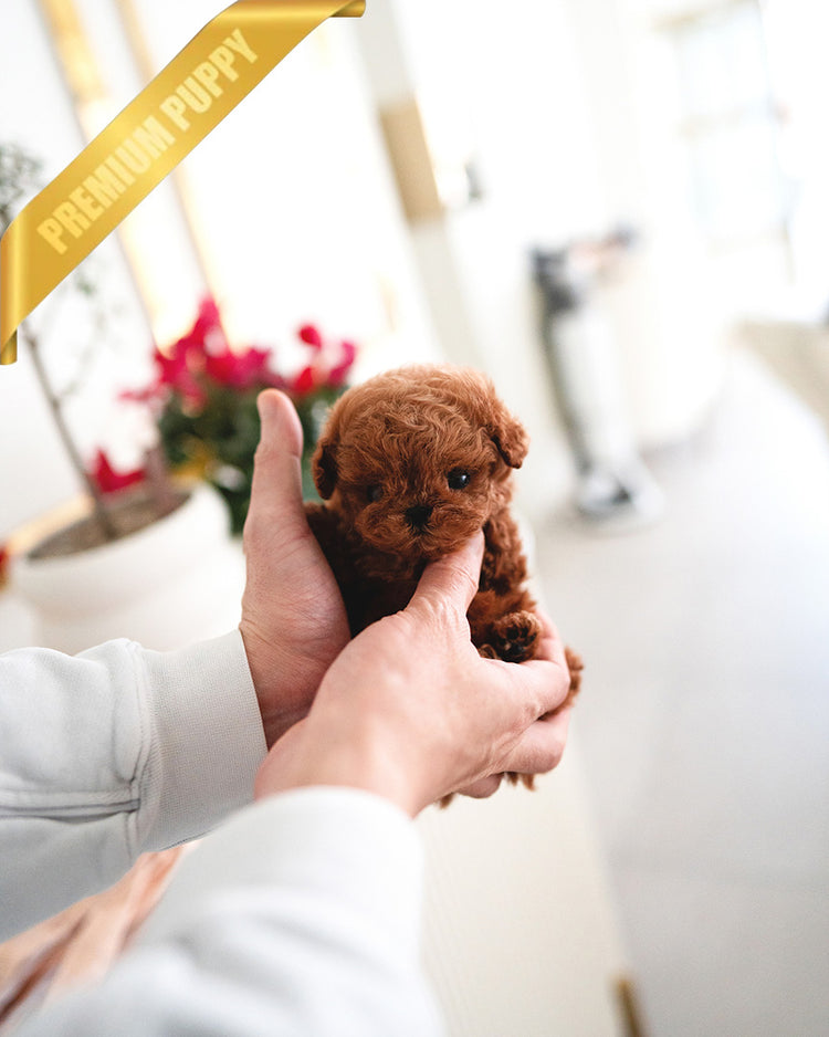 COOPER - MALE (PURCHASED by LIANA) - ROLLY TEACUP PUPPIES -