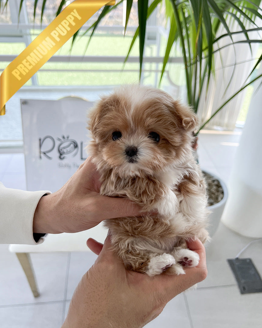 CHLOE - FEMALE (PURCHASED by CHAZ) - ROLLY TEACUP PUPPIES - TEACUP PUPPY FOR SALE