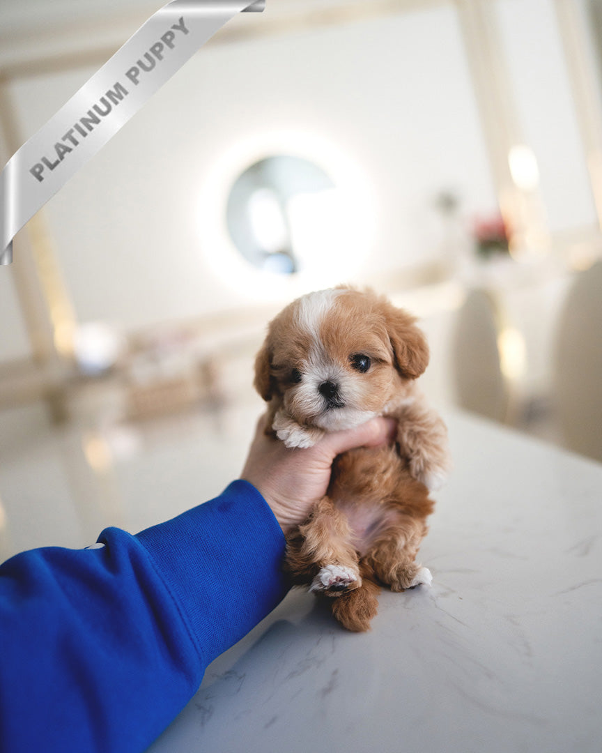 HAZEL - FEMALE (PURCHASED by LEE) - ROLLY TEACUP PUPPIES - TEACUP PUPPY FOR SALE