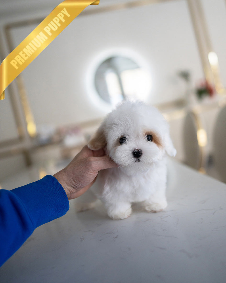 MARSHMALLOW - MALE (RESERVED by JANELLY) - ROLLY TEACUP PUPPIES - TEACUP PUPPY FOR SALE