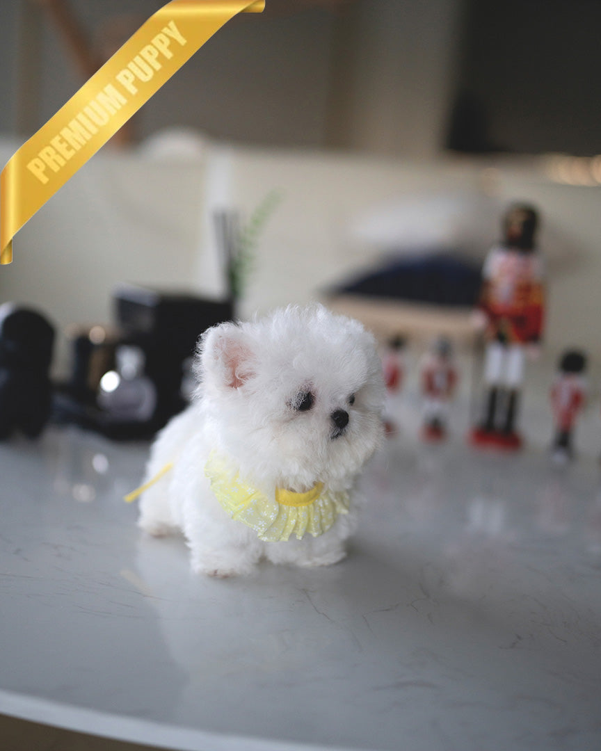 DUSTIN - MALE (PURCHASED by JAMES) - ROLLY TEACUP PUPPIES -