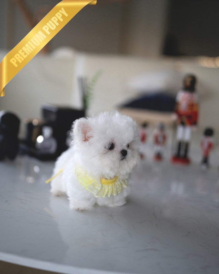 DUSTIN - MALE (PURCHASED by JAMES) - ROLLY TEACUP PUPPIES -