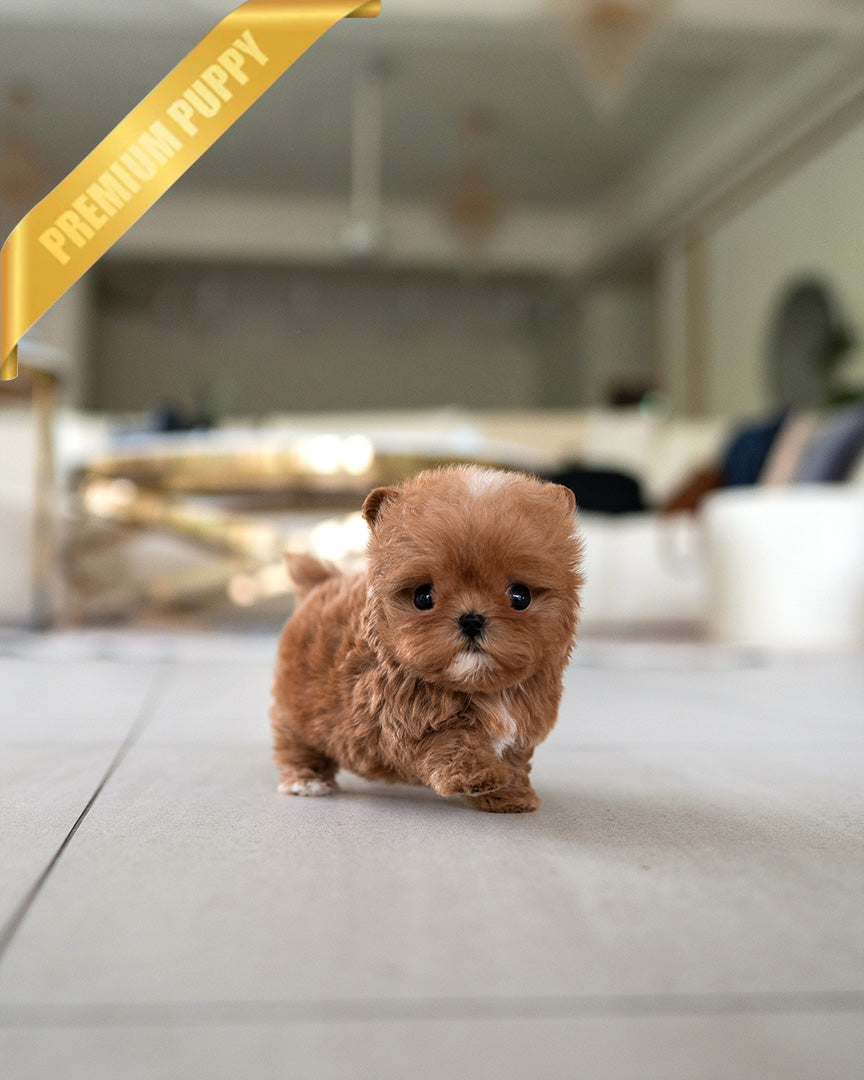 CHLOE - FEMALE (PURCHASED by AZIZ) - ROLLY TEACUP PUPPIES - TEACUP PUPPY FOR SALE