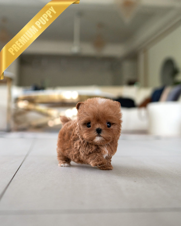 CHLOE - FEMALE (PURCHASED by AZIZ) - ROLLY TEACUP PUPPIES - TEACUP PUPPY FOR SALE