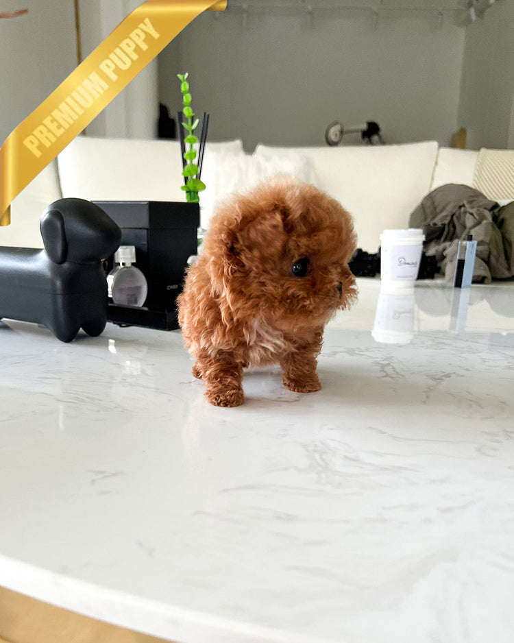 TIPPY - FEMALE (PURCHASED by SANDRA) - ROLLY TEACUP PUPPIES - TEACUP PUPPY FOR SALE
