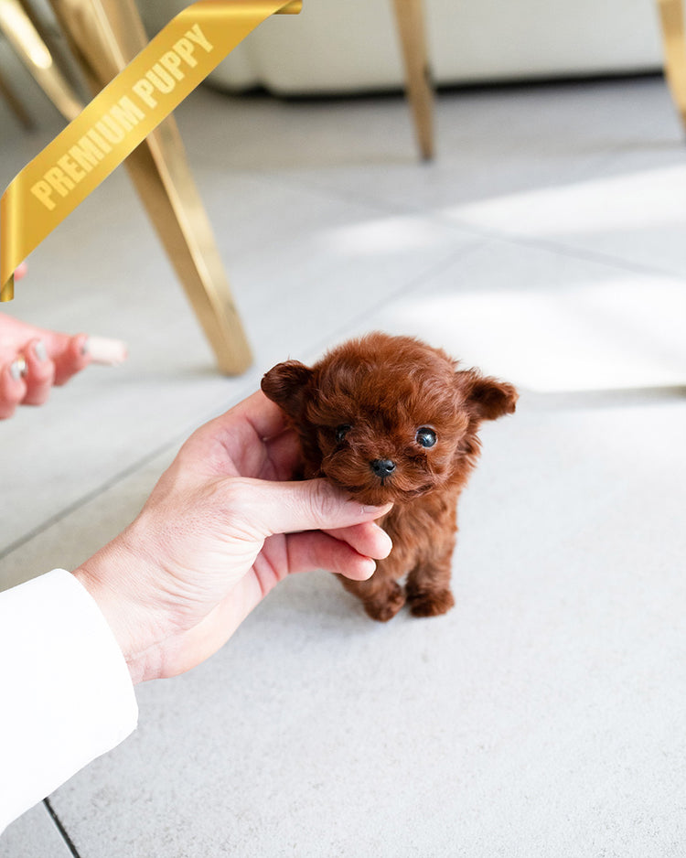 CAMILLE - FEMALE (PURCHASED by  SUSANA) - ROLLY TEACUP PUPPIES - TEACUP PUPPY FOR SALE