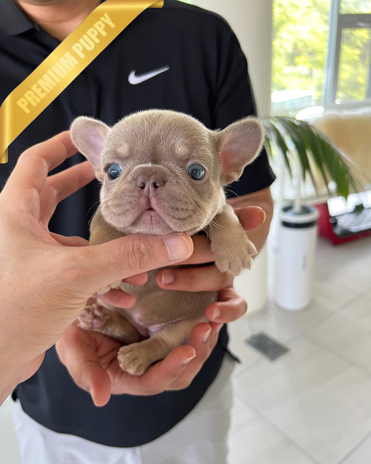 MAUVE - FEMALE (PURCHASED by ALEXIE) - ROLLY TEACUP PUPPIES - TEACUP PUPPY FOR SALE