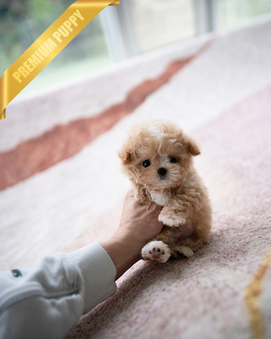 EWAN - MALE (PURCHASED by RT)