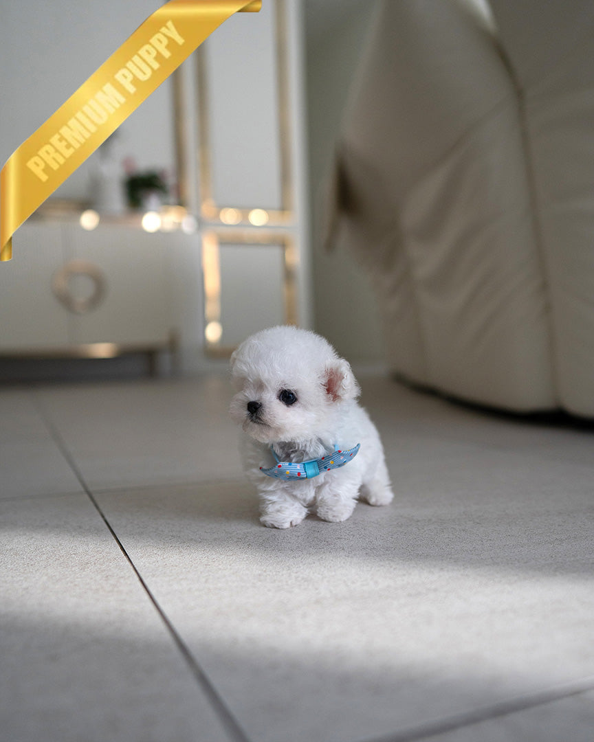 TOBY - MALE (PURCHASED by MARIAN) - ROLLY TEACUP PUPPIES - TEACUP PUPPY FOR SALE