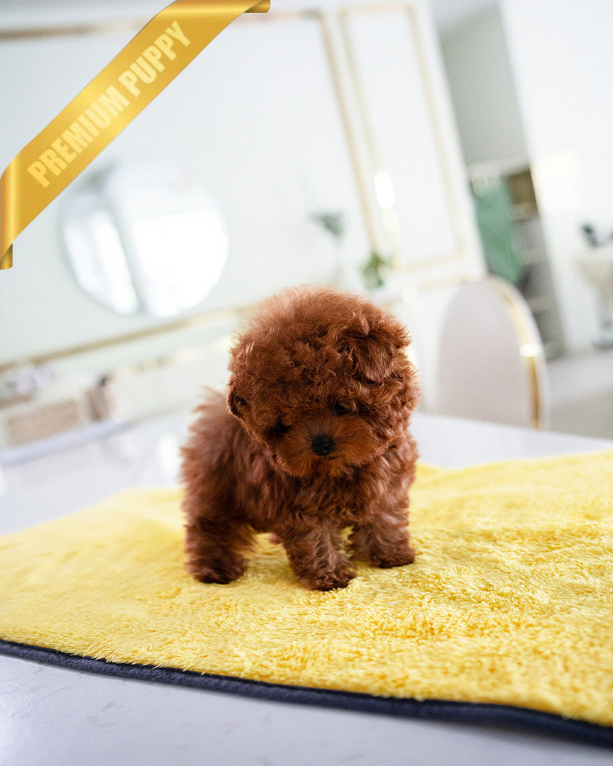 ROSIE - FEMALE (PURCHASED by KATE) - ROLLY TEACUP PUPPIES - TEACUP PUPPY FOR SALE