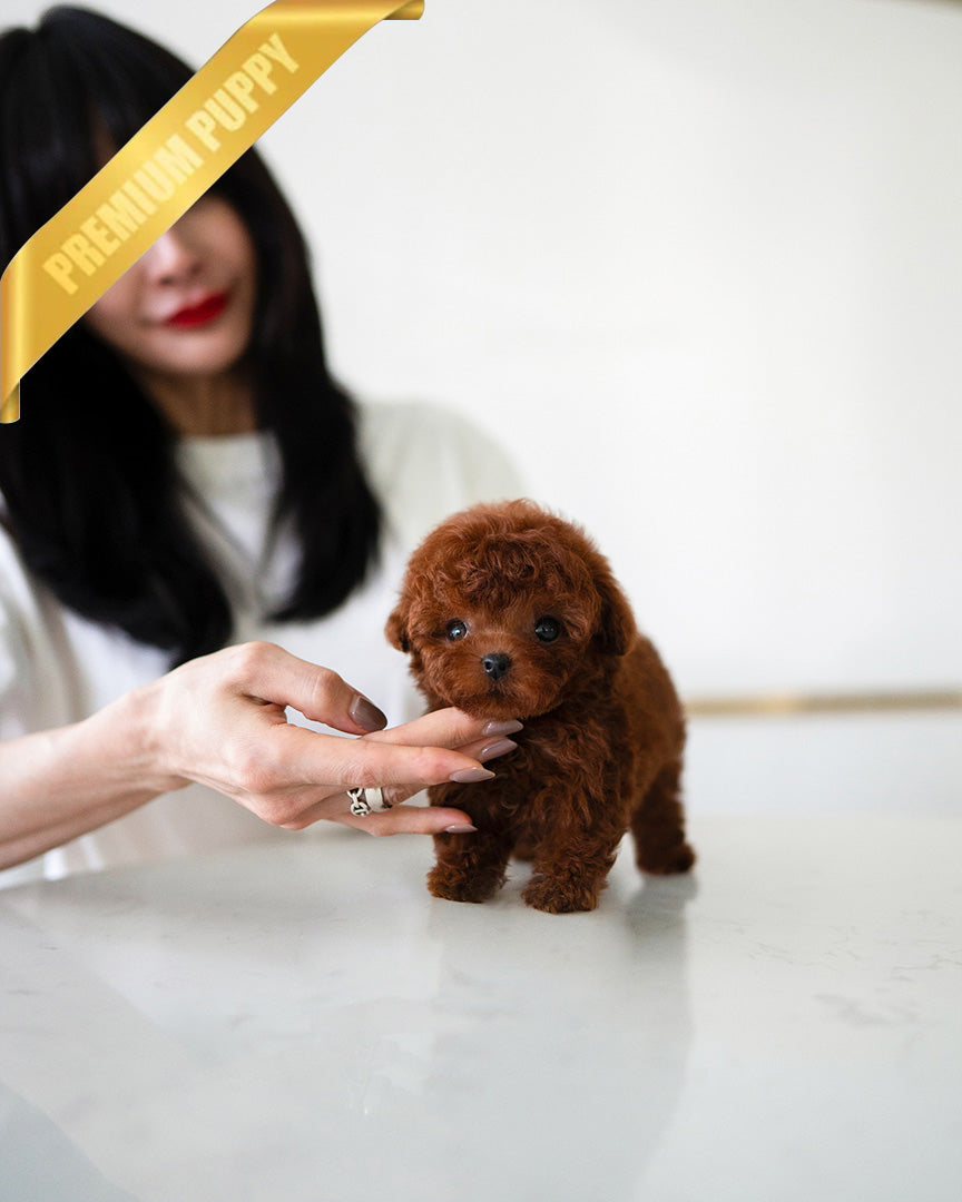 MITCH - MALE (PURCHASED by NOA) - ROLLY TEACUP PUPPIES - TEACUP PUPPY FOR SALE