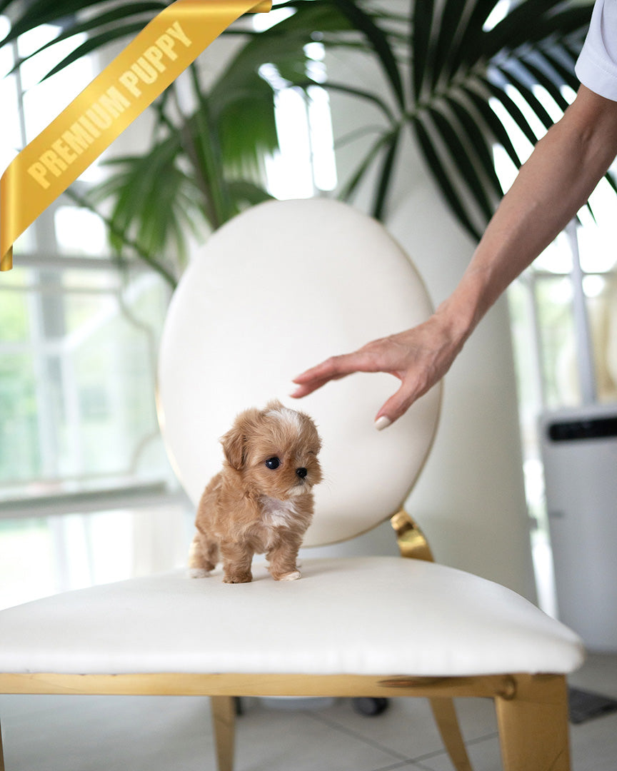 CAMILLE - FEMALE (PURCHASED by BONNIE) - ROLLYPUPS OFFICIAL