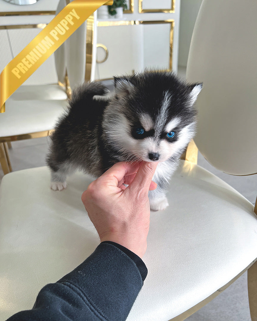 ROXY - FEMALE (PURCHASED by SUSANA) - ROLLY TEACUP PUPPIES - TEACUP PUPPY FOR SALE