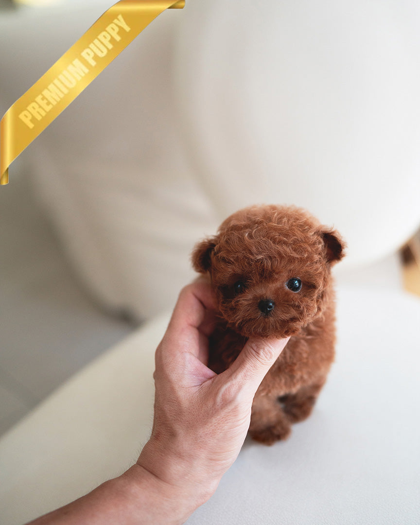 AGATHA - FEMALE (PURCHASED by DILL) - ROLLYPUPS OFFICIAL