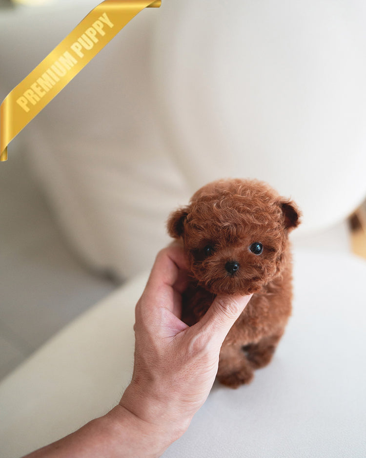 AGATHA - FEMALE (PURCHASED by DILL) - ROLLYPUPS OFFICIAL