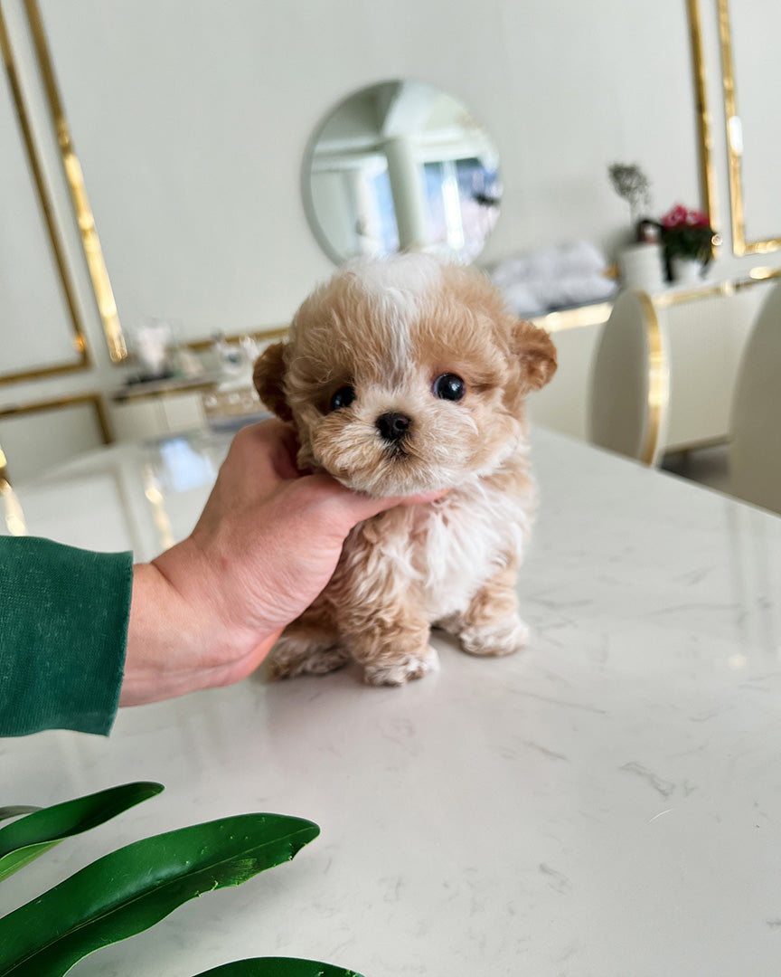 MYLES - MALE (RESERVED by MADISON) - ROLLY TEACUP PUPPIES - TEACUP PUPPY FOR SALE