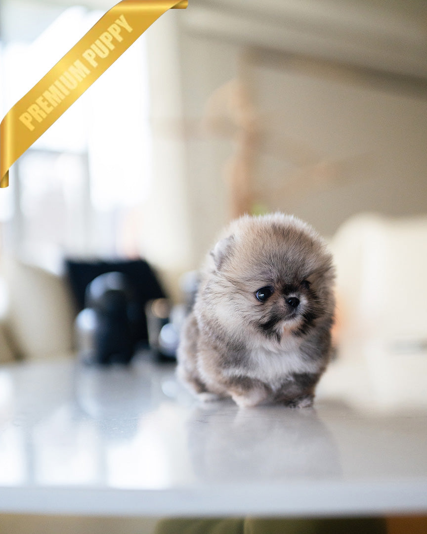 CREAMY - FEMALE (PURCHASED by RITA) - ROLLY TEACUP PUPPIES -