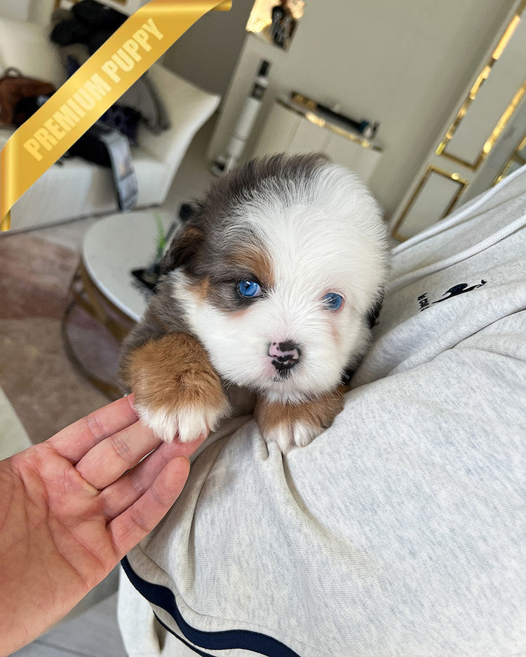 NOVA - FEMALE (PURCHASED by ANDREA) - ROLLY TEACUP PUPPIES - TEACUP PUPPY FOR SALE