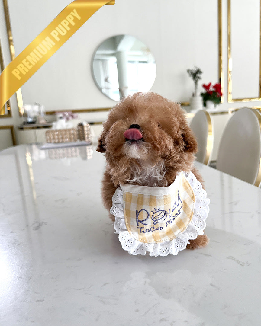 ROSE - FEMALE - ROLLY TEACUP PUPPIES - TEACUP PUPPY FOR SALE