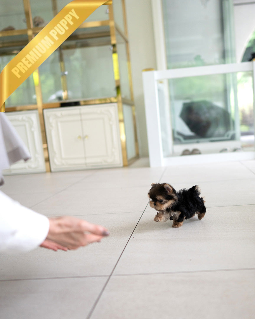 TOTO - MALE (PURCHASED by MONIKA) - ROLLY TEACUP PUPPIES - TEACUP PUPPY FOR SALE