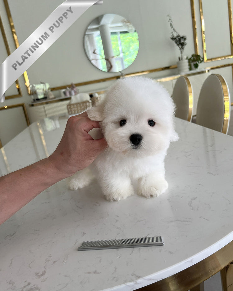 FINN - MALE (PURCHASED by RT) - ROLLY TEACUP PUPPIES - TEACUP PUPPY FOR SALE