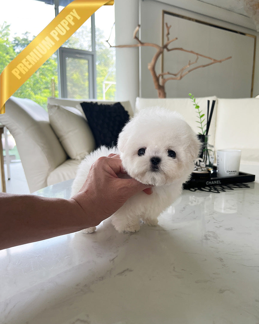 DUSTIN - MALE (PURCHASED by ROBERTO) - ROLLY TEACUP PUPPIES - TEACUP PUPPY FOR SALE