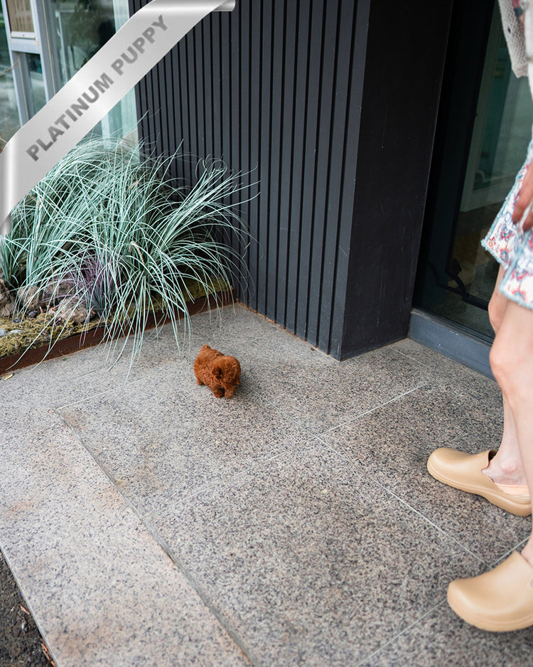 SIENNA - FEMALE (PURCHASED by EMILY) - ROLLY TEACUP PUPPIES - TEACUP PUPPY FOR SALE