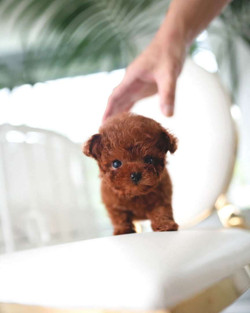 SIMON - MALE (RESERVED by ELISA) - ROLLYPUPS OFFICIAL