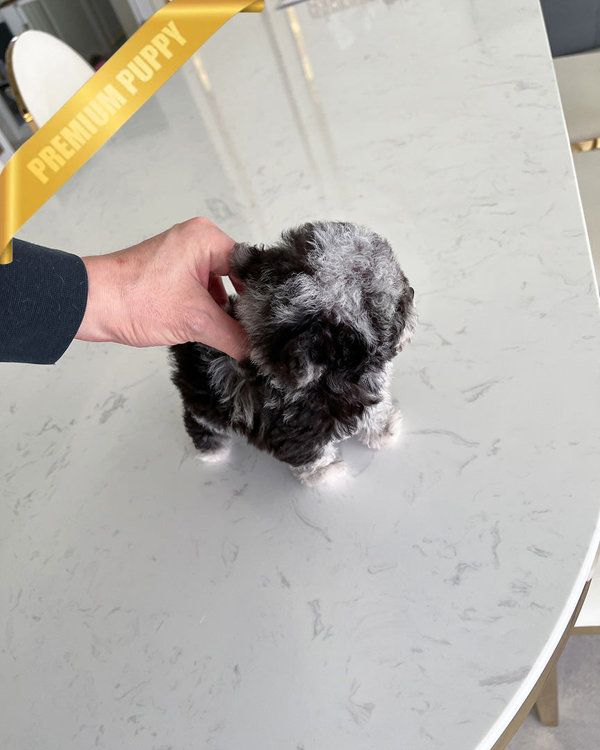 MELINA - FEMALE (PURCHASED by SHELBY) - ROLLY TEACUP PUPPIES - TEACUP PUPPY FOR SALE