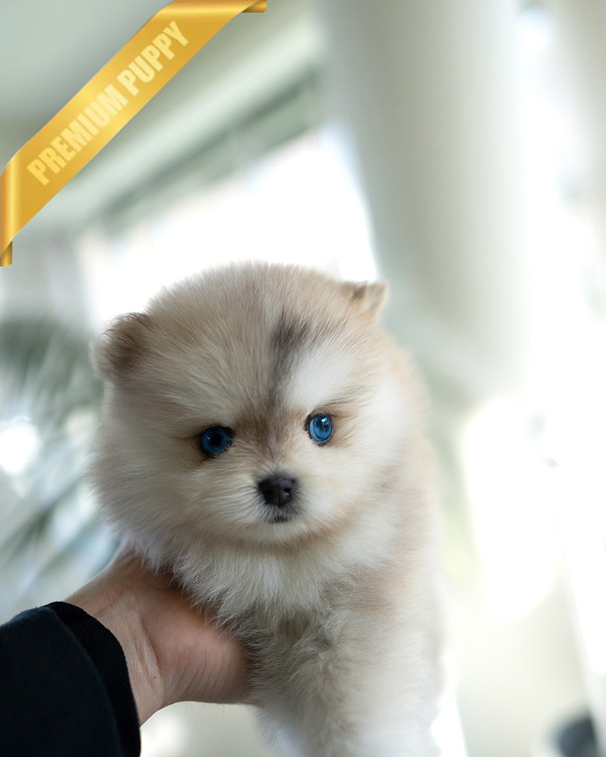 KNOX - MALE (PURCHASED by SZU) - ROLLY TEACUP PUPPIES - TEACUP PUPPY FOR SALE