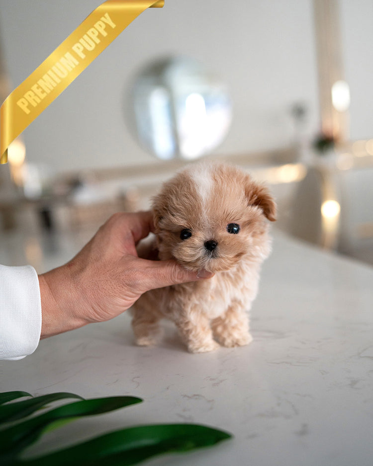 MYLES - MALE (PURCHASED by Lourdes) - ROLLY TEACUP PUPPIES - TEACUP PUPPY FOR SALE