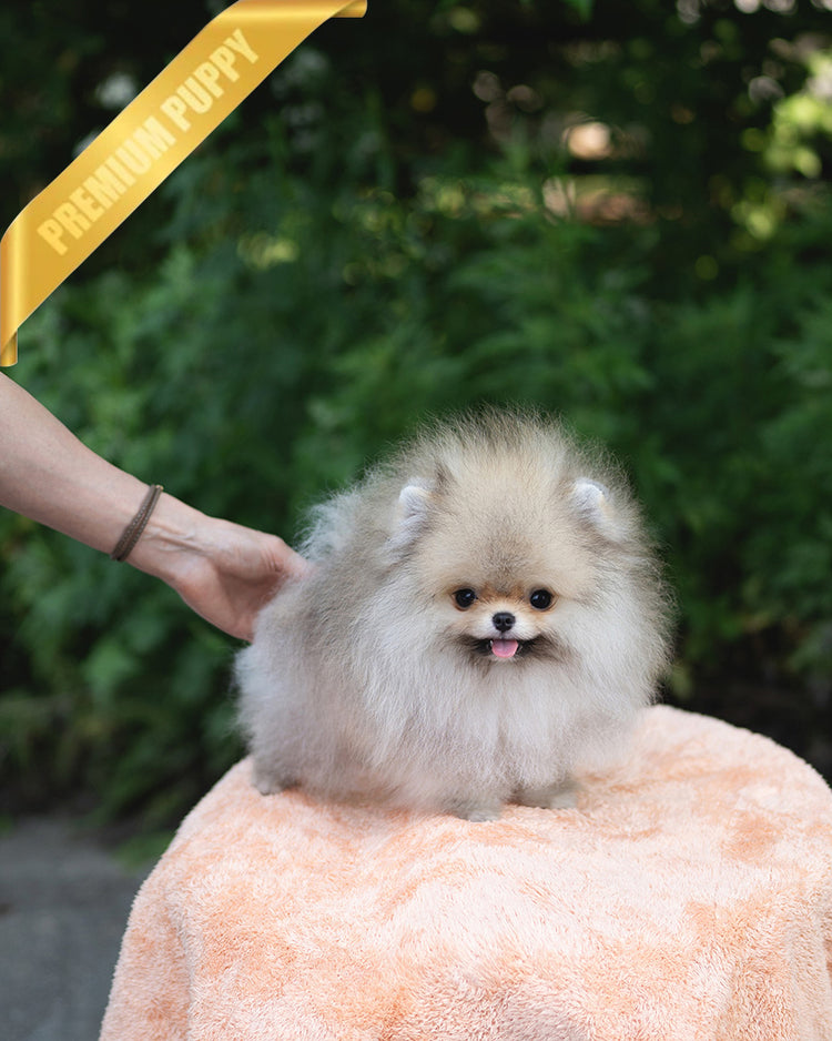 SANDY - MALE (PURCHASED by JOSELYN) - ROLLY TEACUP PUPPIES - TEACUP PUPPY FOR SALE