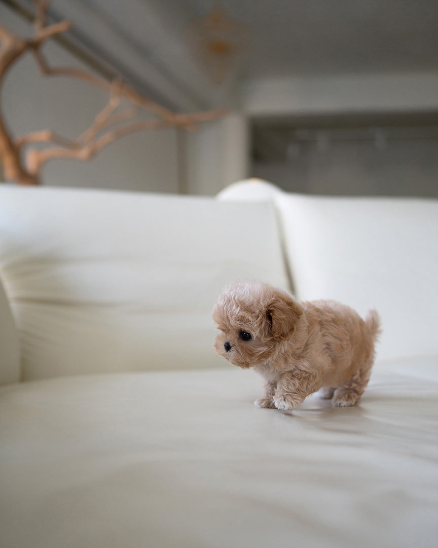 CAMILLE - FEMALE (PURCHASED by KAREN) - ROLLYPUPS OFFICIAL