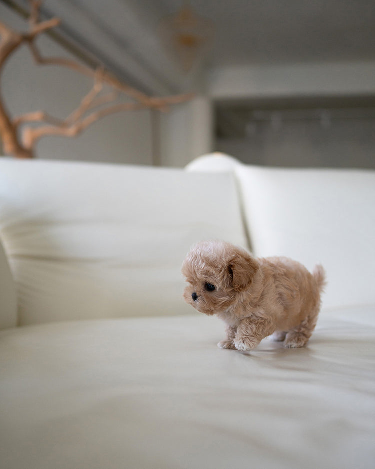 CAMILLE - FEMALE (PURCHASED by KAREN) - ROLLYPUPS OFFICIAL