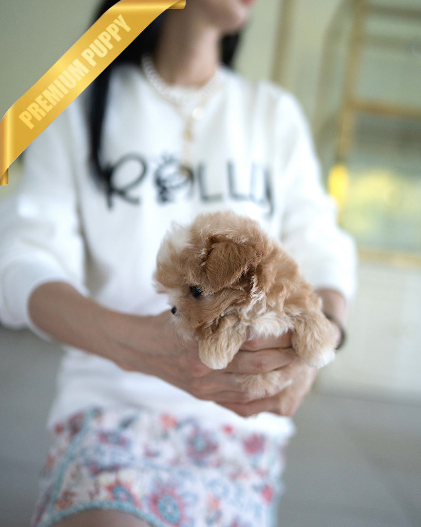 EWAN - MALE (PURCHASED by JEET) - ROLLYPUPS OFFICIAL