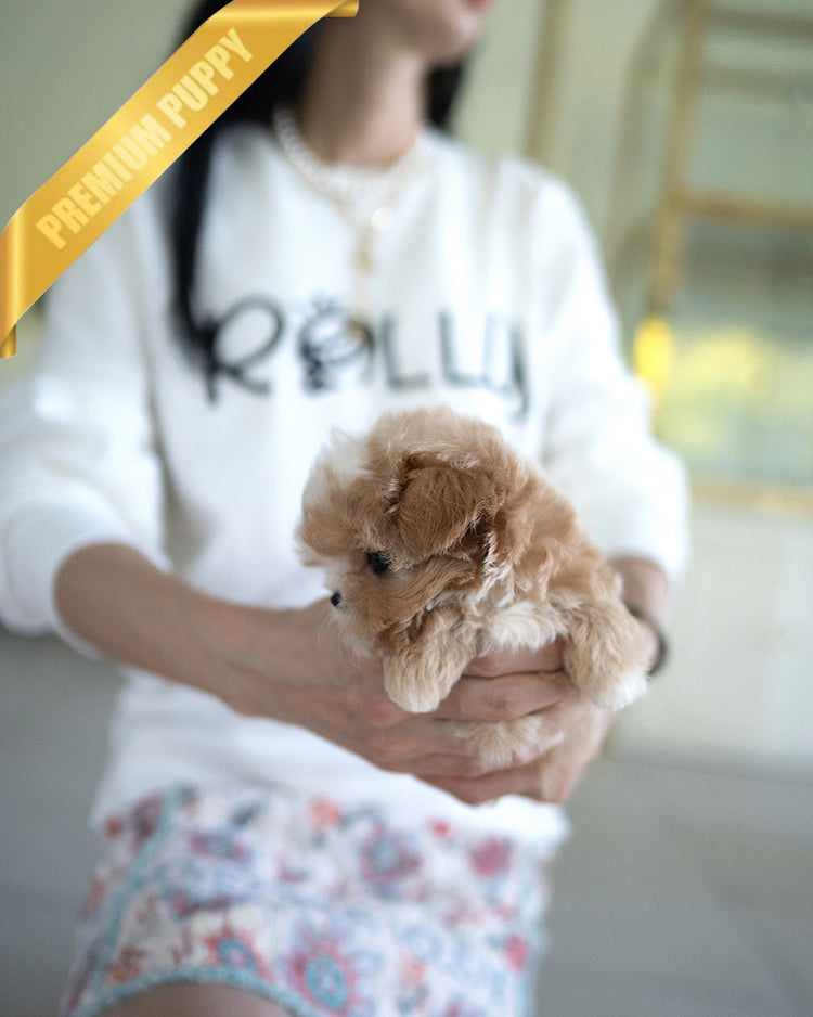 EWAN - MALE (PURCHASED by JEET) - ROLLYPUPS OFFICIAL