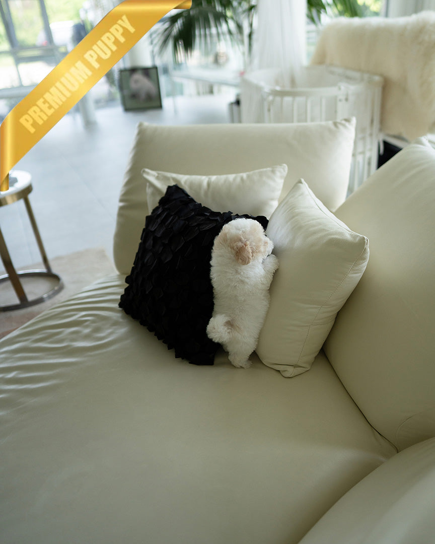 ZEPHYR  - MALE (PURCHASED by RUTH) - ROLLY TEACUP PUPPIES - TEACUP PUPPY FOR SALE