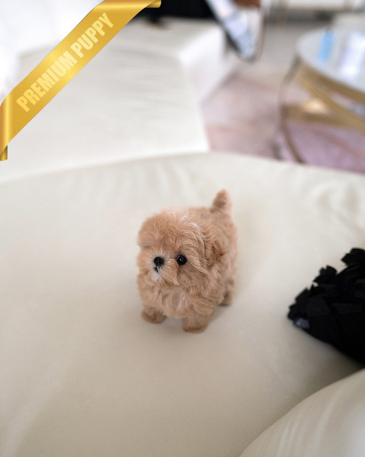 SAMMY - MALE (PURCHASED by NIMESH) - ROLLY TEACUP PUPPIES - TEACUP PUPPY FOR SALE