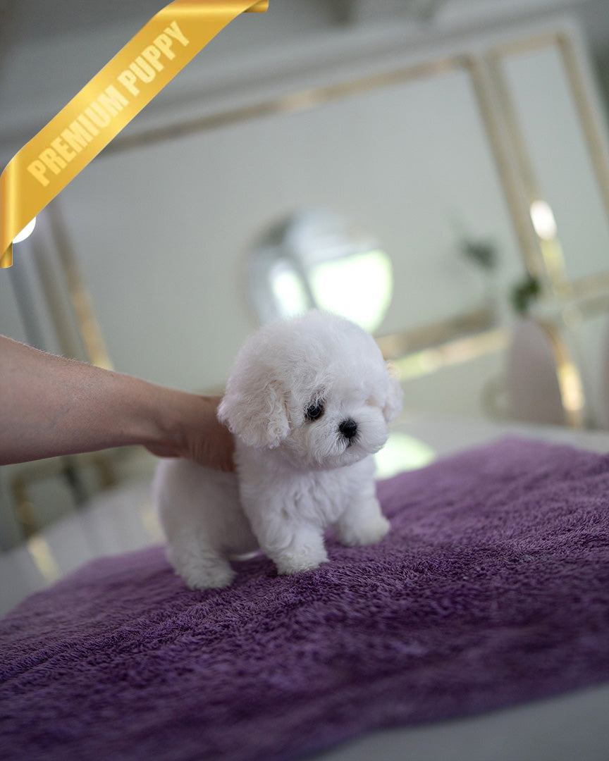 THEO - MALE (PURCHASED by JEFF) - ROLLY TEACUP PUPPIES - TEACUP PUPPY FOR SALE