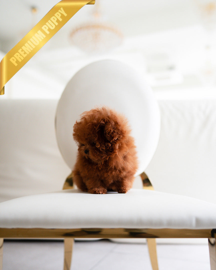 DOLLY - FEMALE - ROLLY TEACUP PUPPIES - TEACUP PUPPY FOR SALE