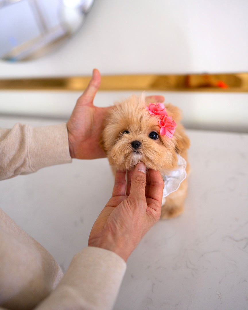 TEDDY - MALE - ROLLYPUPS OFFICIAL